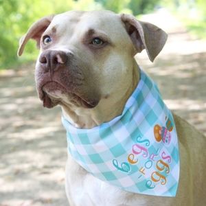 Vibrant Life Easter Plaid Dog "Begs For Eggs" Bandana, Green Check-M/L